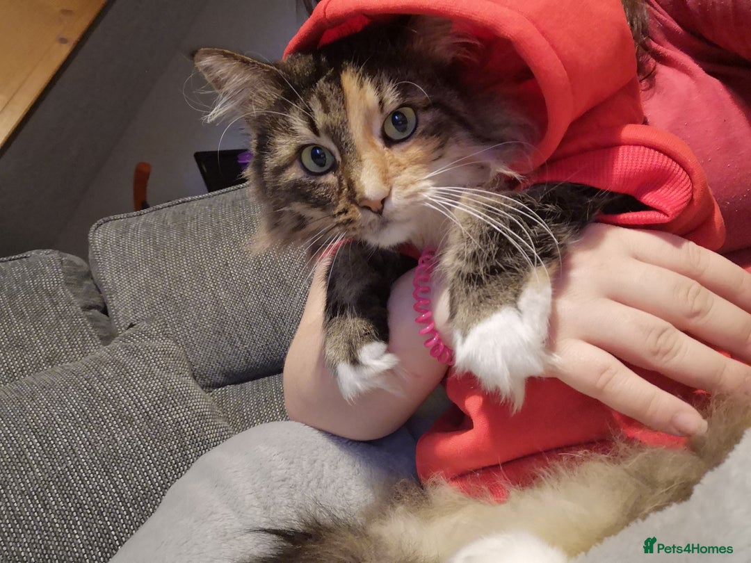 Norwegian Forest Cat cats for sale: Norwegian Forest Cat Female 10yrs - Advert 7