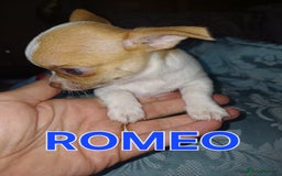 Chihuahua dogs for sale: Chihuahua pups stunning - Image 33