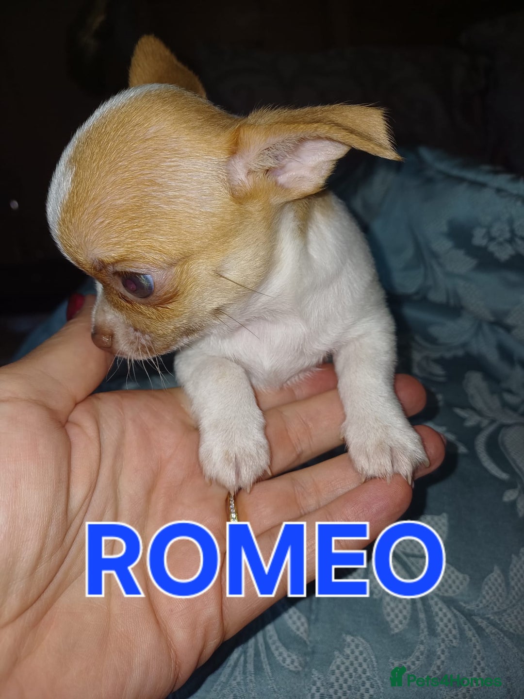 Chihuahua dogs for sale: Chihuahua pups stunning - Image 33