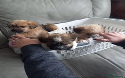 Mixed Breed dogs for sale: Shih tzu cross Jack Russell - Image 13