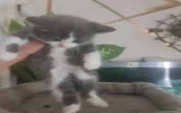 Mixed Breed cats for sale: Stunning  kittens looking  4 new home - Image 15
