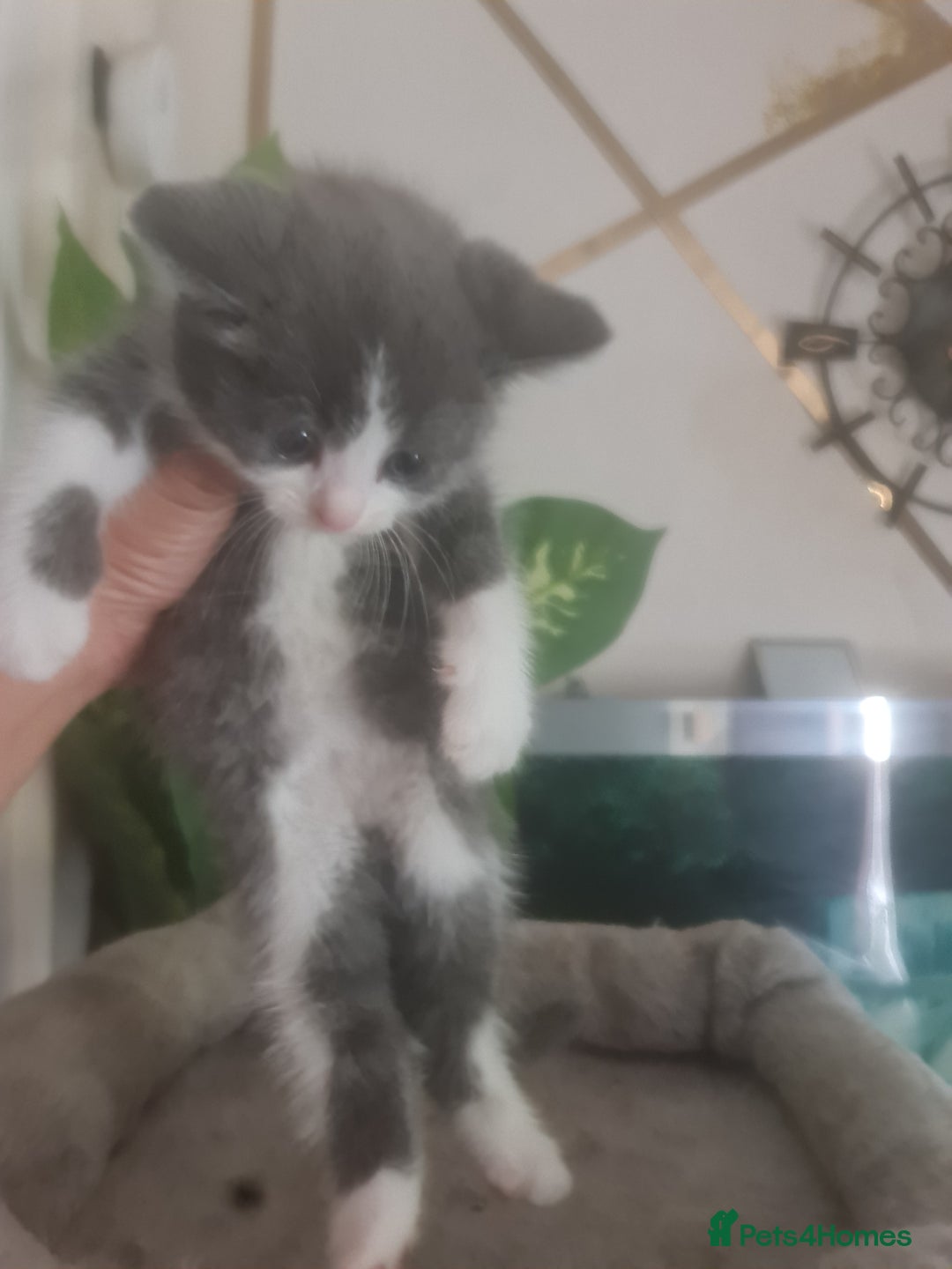 Mixed Breed cats for sale: Stunning  kittens looking  4 new home - Image 15