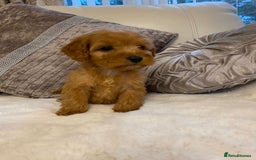 Cockapoo dogs for sale: Cockerpoo pups - Image 11