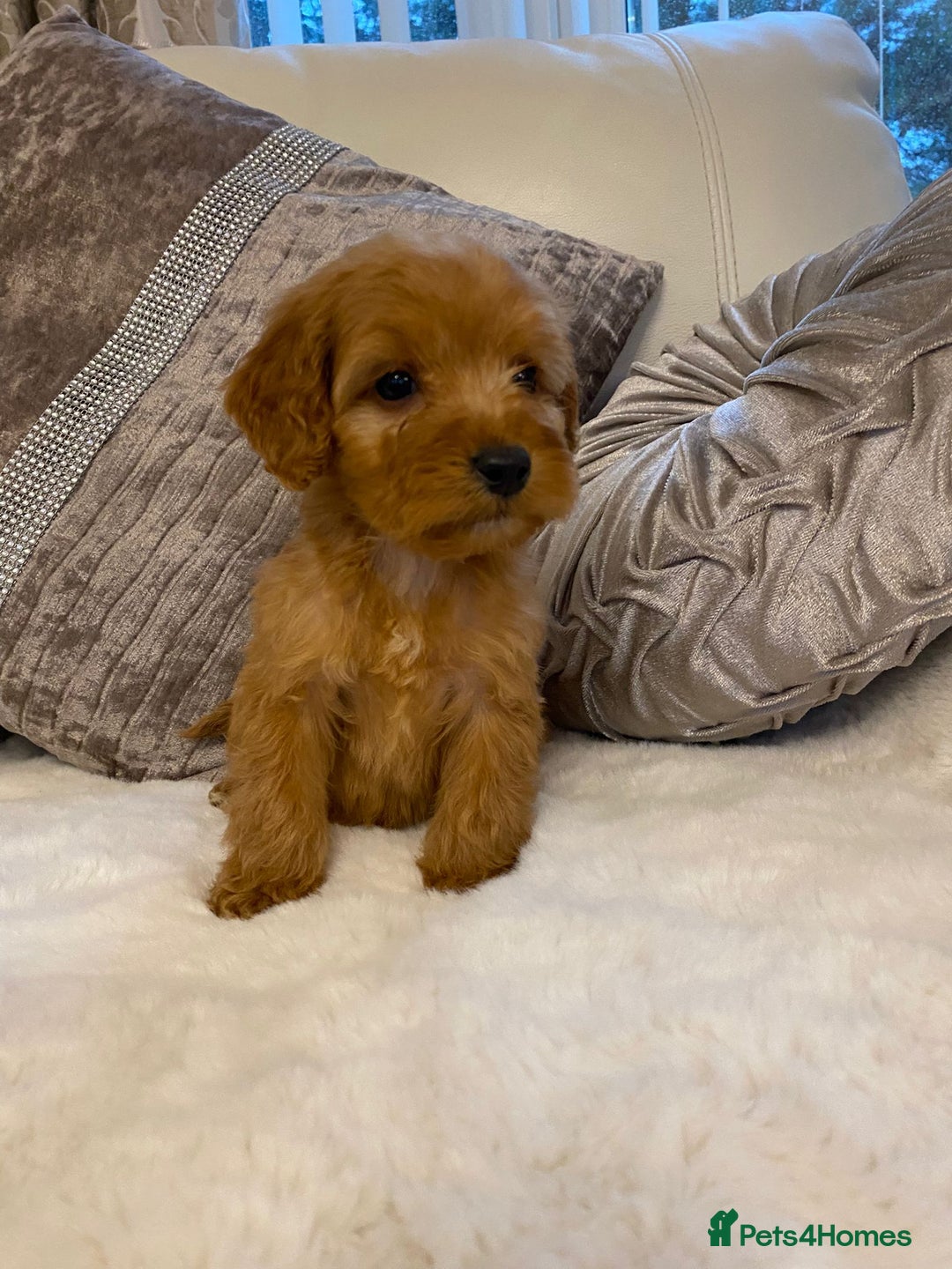 Cockapoo dogs for sale: Cockerpoo pups - Image 11