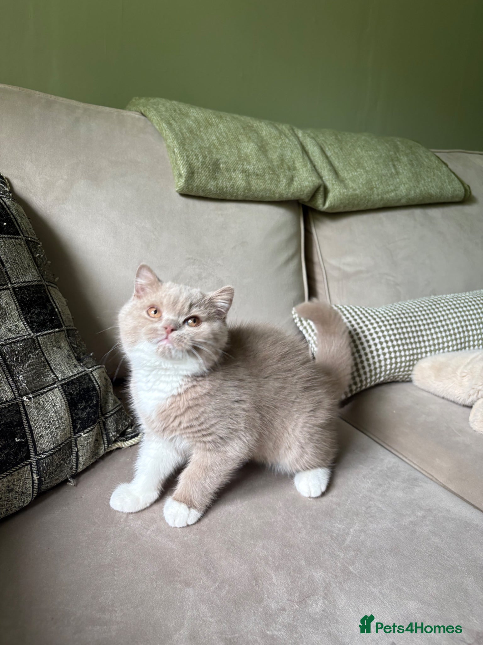 British Shorthair cats Ready now Tica reg fawn and white boy  - Advert 16