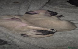 Pug dogs for sale: Beautiful pugs puppies - Image 3