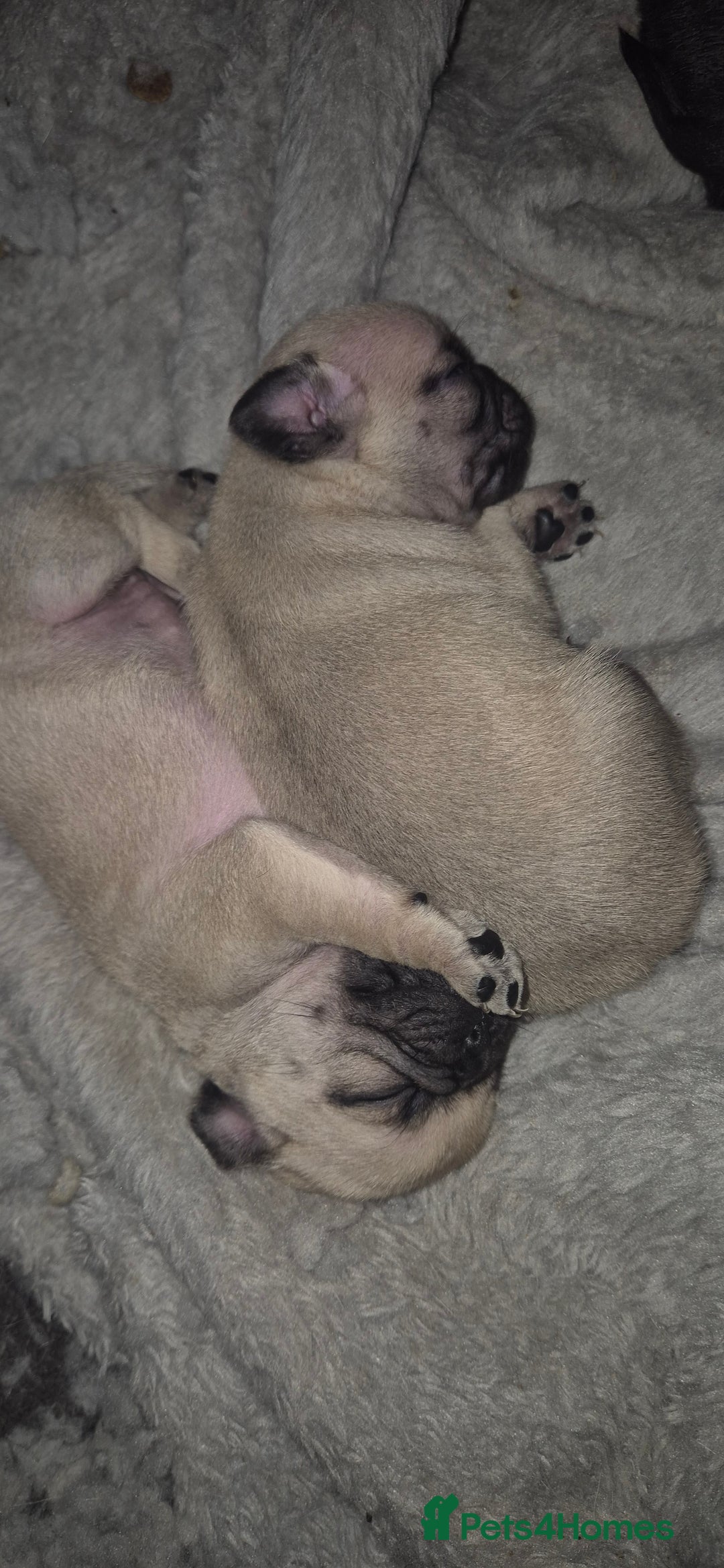 Pug dogs for sale: Beautiful pugs puppies - Image 3
