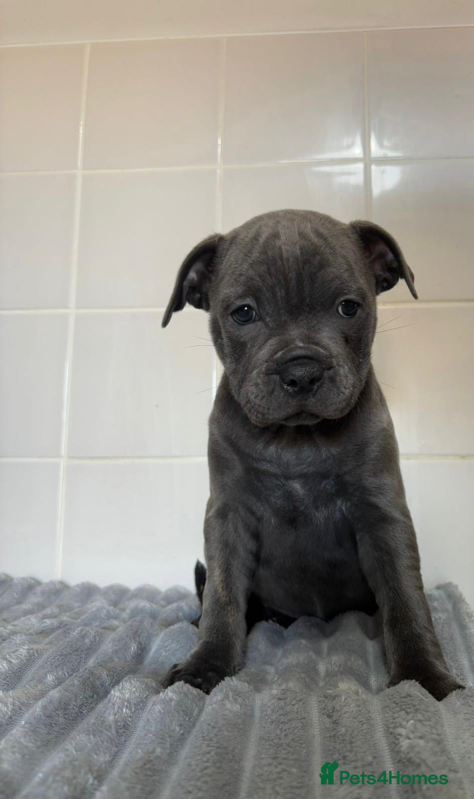 Staffordshire Bull Terrier dogs GRAND CH BLUE STAFFORDSHIRE BULL TERRIER PUPS - Advert 1