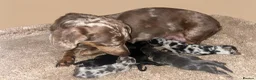 Miniature Dachshund dogs for sale: Miniature Dachshund Litter Announcement  - Advert 2