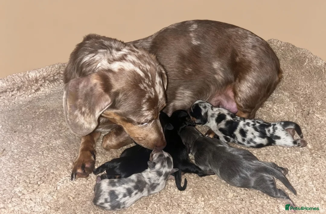 Miniature Dachshund dogs for sale: Miniature Dachshund Litter Announcement  - Advert 2