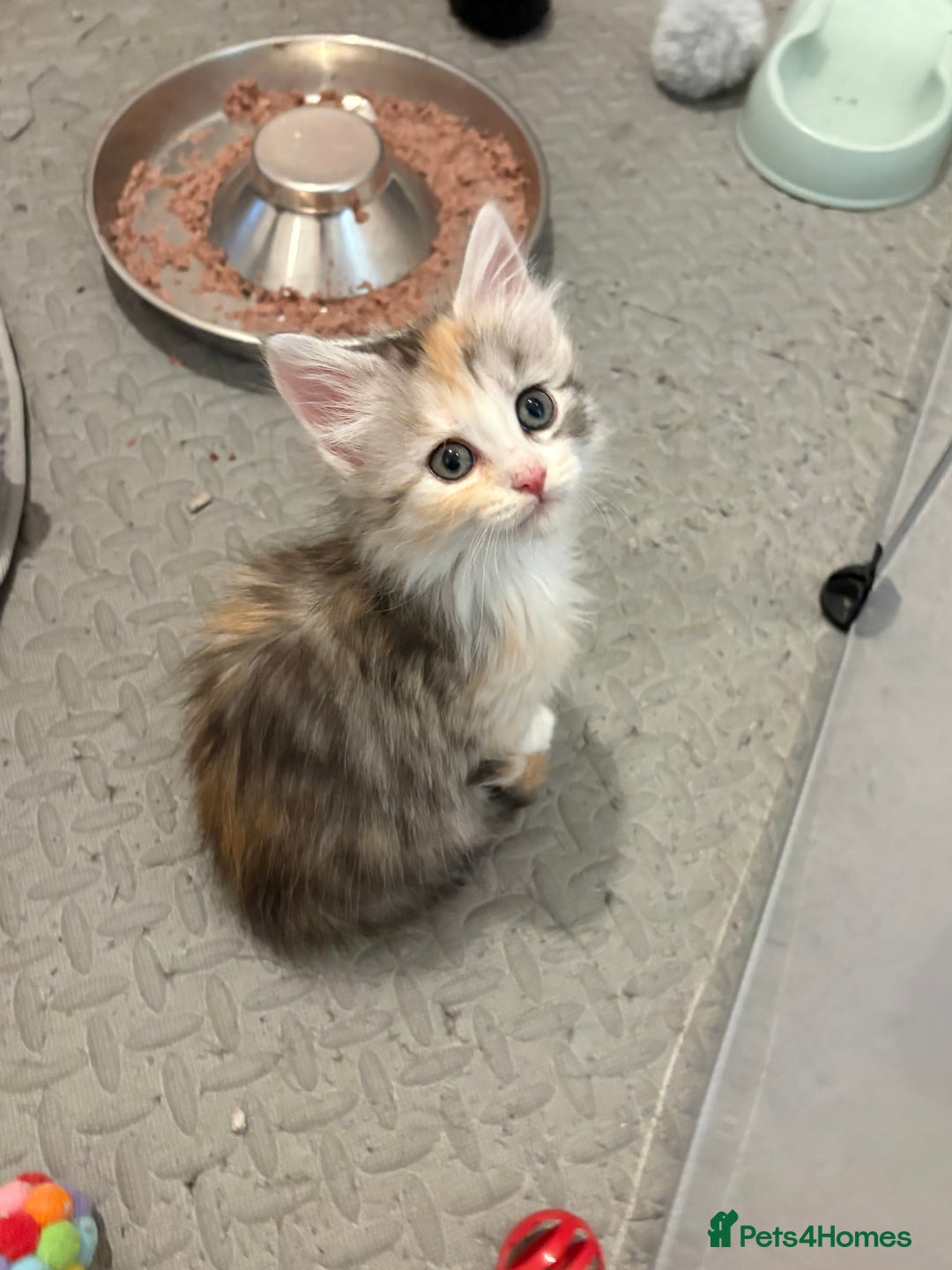 Mixed Breed cats for sale: Stunning Maine coon x Scottish Fold kittens - Advert 19