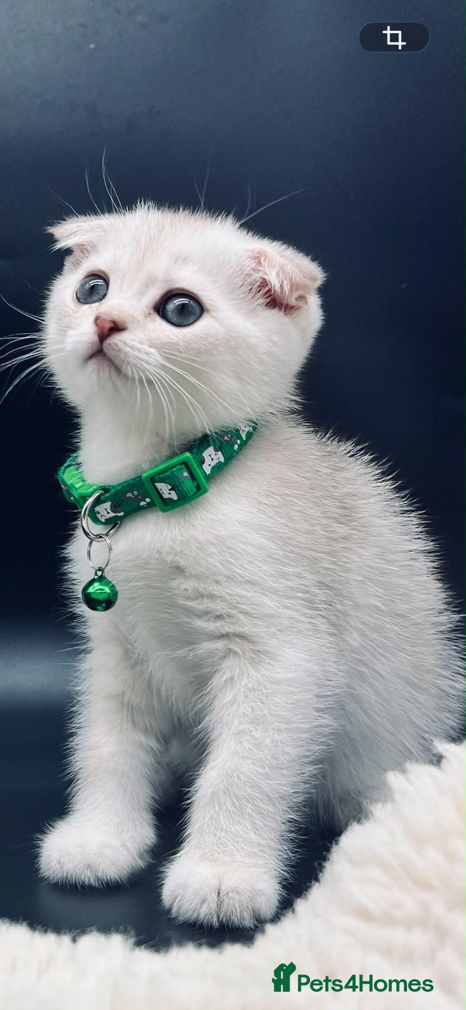 Scottish Fold cats Fully-Vaccinated Scottish Fold Boy and Girl Kitten - Advert 12