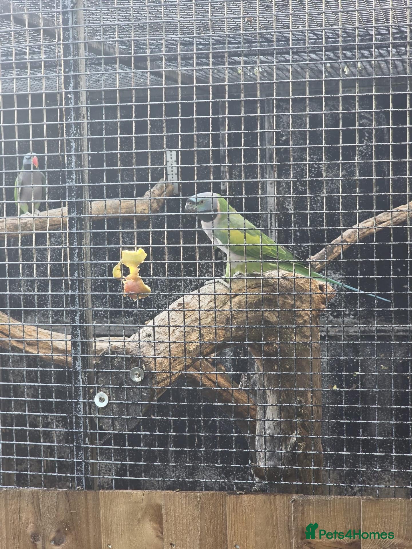 Parakeets birds derbyans  - Advert 1