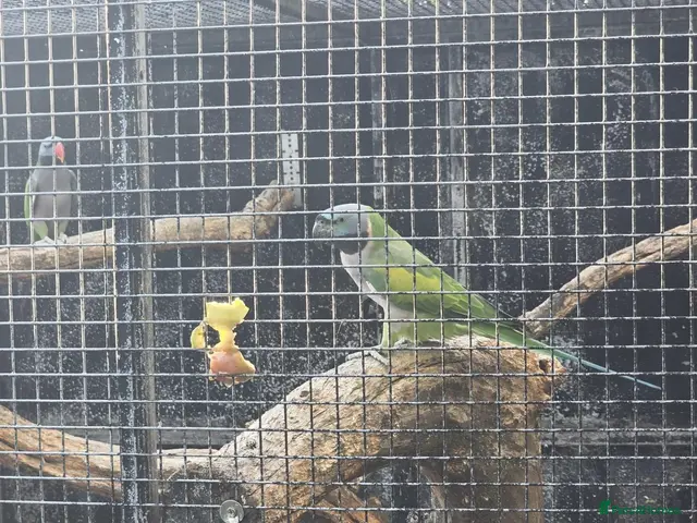 Parakeets birds derbyans - Advert 1