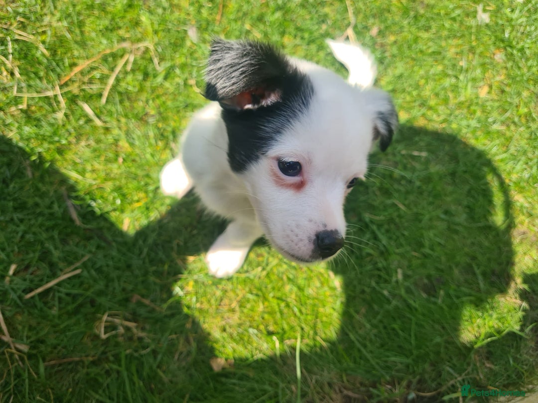 Pomchi dogs for sale: Last male pomchi left - Image 14