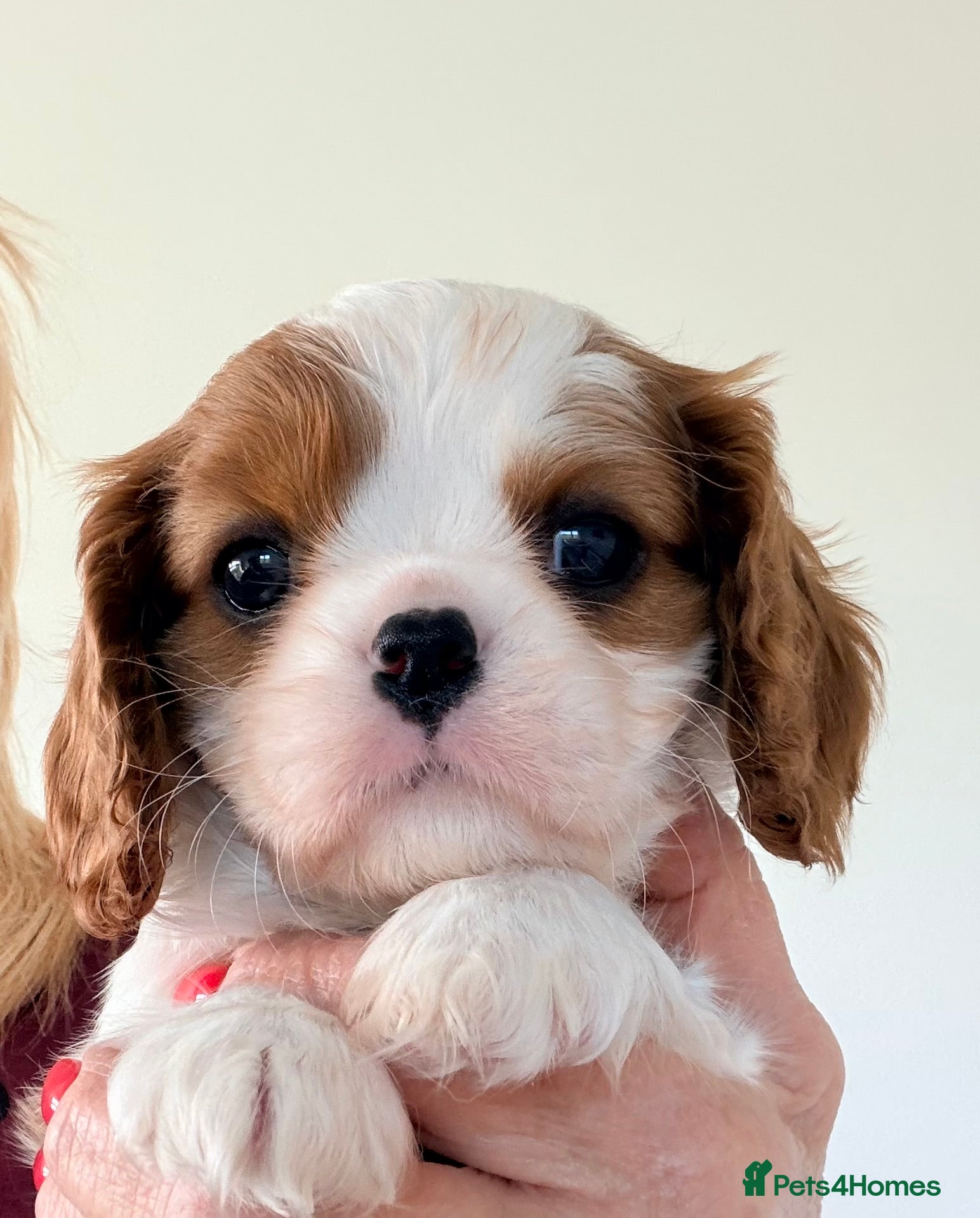 Cavalier King Charles Spaniel dogs KC Beatiful Quality Puppies - Advert 2