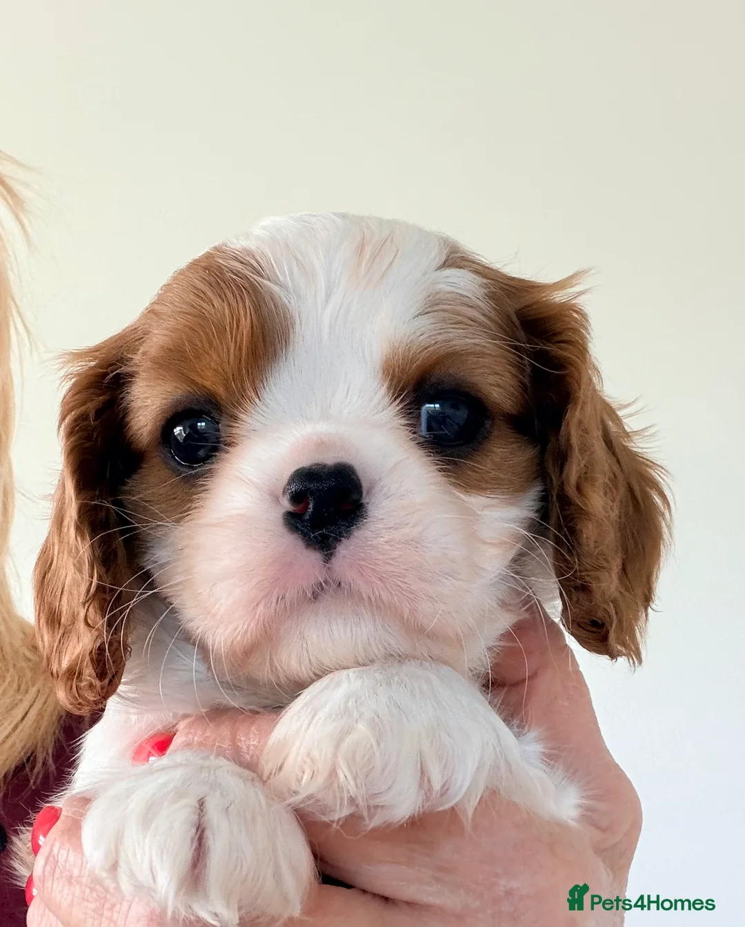 Cavalier King Charles Spaniel dogs for sale: KC Beatiful Quality Puppies - Advert 1