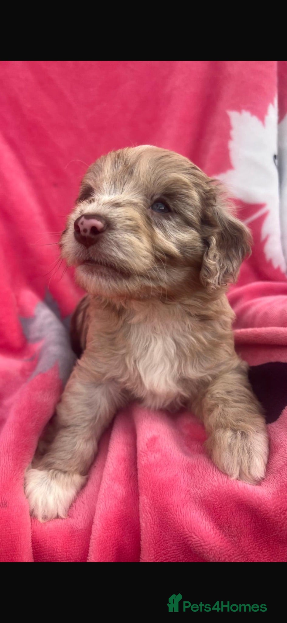 Cockapoo dogs Cockerpoos F1’s, Beautiful Merle coloured pups  - Advert 2