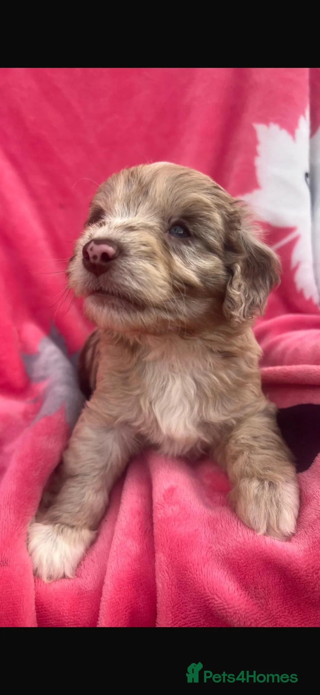 Cockapoo dogs for sale: Cockerpoos F1’s, Beautiful Merle coloured pups  - Advert 2