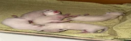 Ragdoll cats for sale: GCCF Registered Ragdoll Kittens - Advert 2