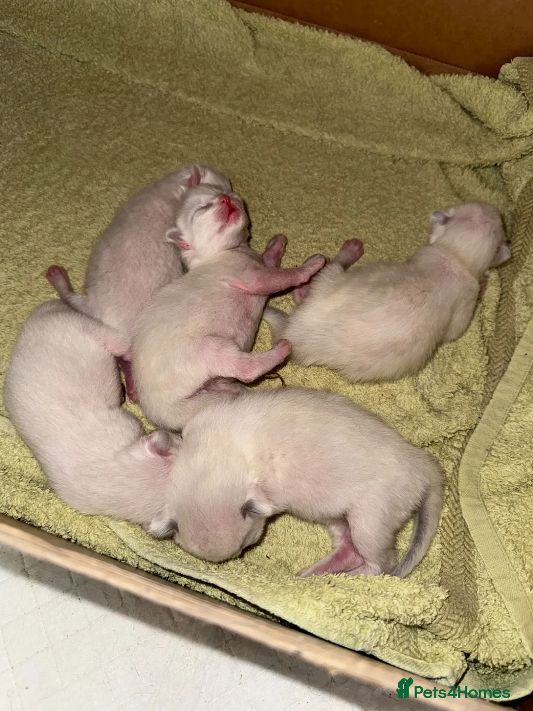 Ragdoll cats for sale: GCCF Registered Ragdoll Kittens - Advert 2
