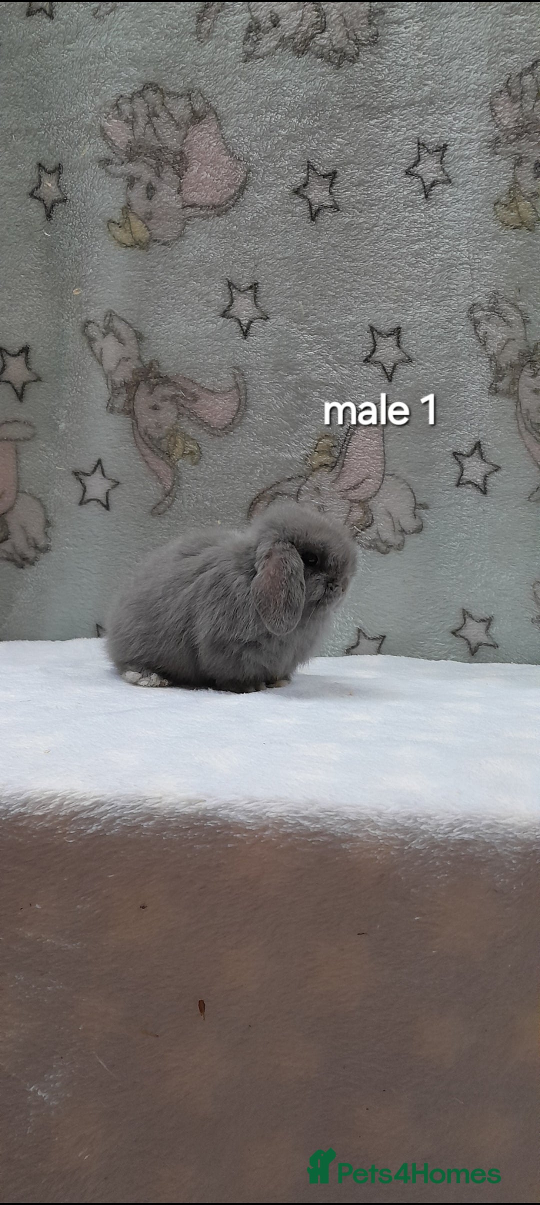 Mini Lop rabbits for sale: Gorgeous pure bred mini lops - Image 3