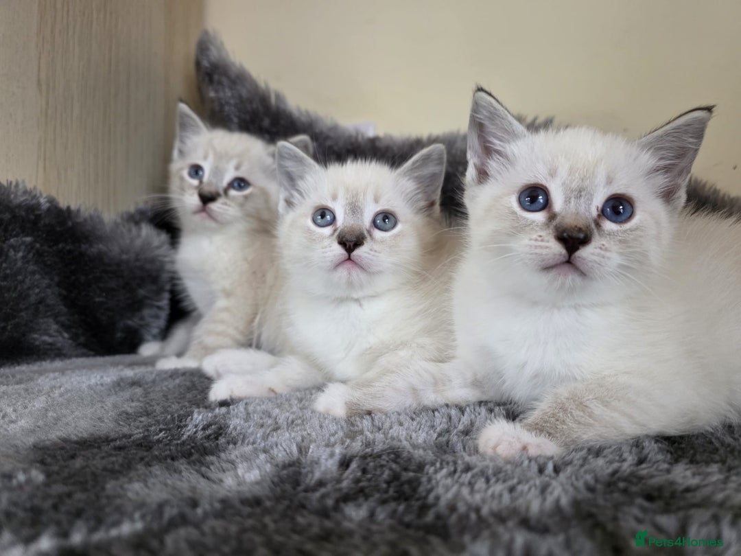 Ragdoll cats for sale: Ragdoll Cross kittens  - Image 12