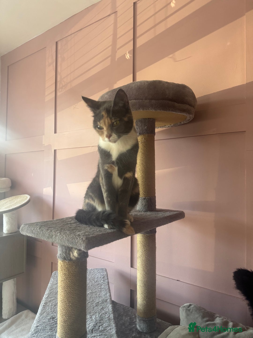 British Shorthair cats for sale: Beautiful cat British blue cross  - Image 2