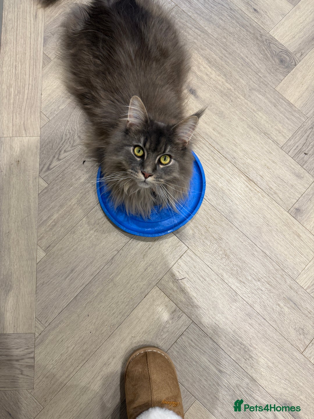 Maine Coon cats for sale: 1 year old male Maine Coon  - Advert 4