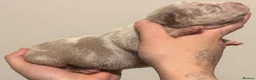 American Bully dogs for sale: ABKC REGISTERED Pocket bullz - Advert 17