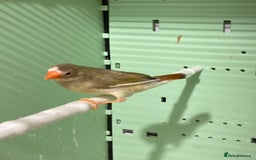 Finches birds for sale: Star finch, Bengalese, Gouldian,  zebra, Java spar - Advert 2