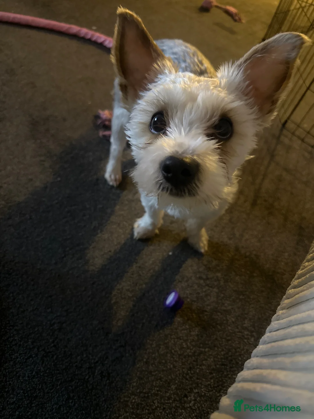 Biewer Terrier dogs for sale: Rio Biewer terrier 10 month old puppy - Advert 2