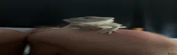 Bearded Dragon reptiles for sale: Hypo zero -echo - Advert 2