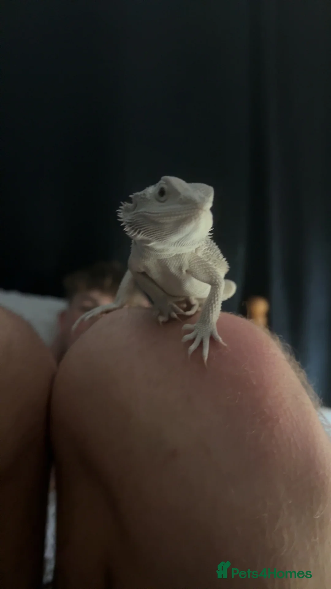 Bearded Dragon reptiles for sale: Hypo zero -echo - Advert 2