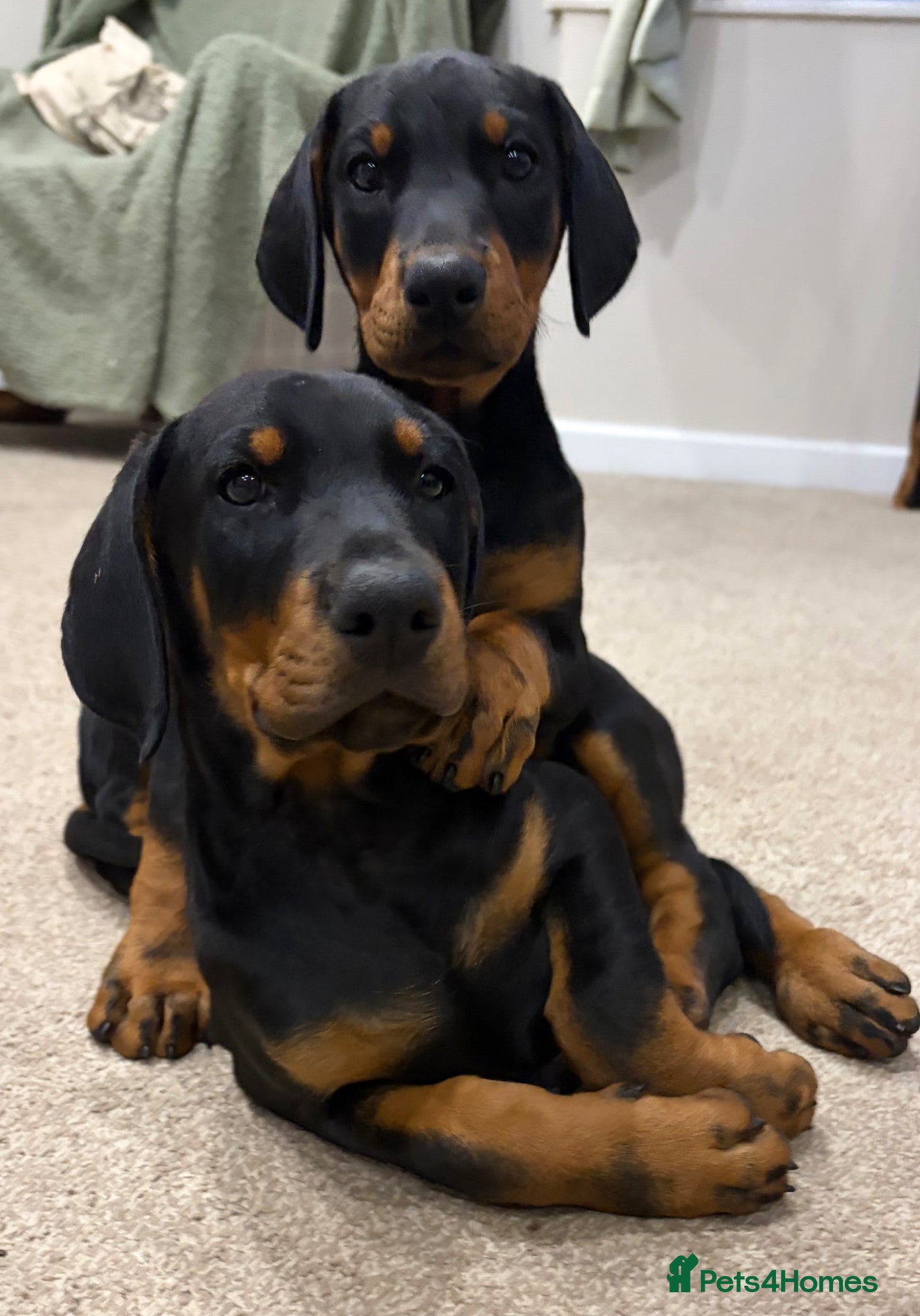 Dobermann dogs Doberman pups with KC parents  - Advert 18