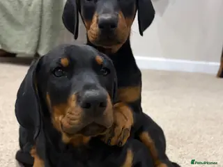 Dobermann dogs Doberman pups with KC parents - Advert 1