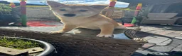 Japanese Shiba Inu dogs for sale: Shiba girls kc registered available  - Advert 4