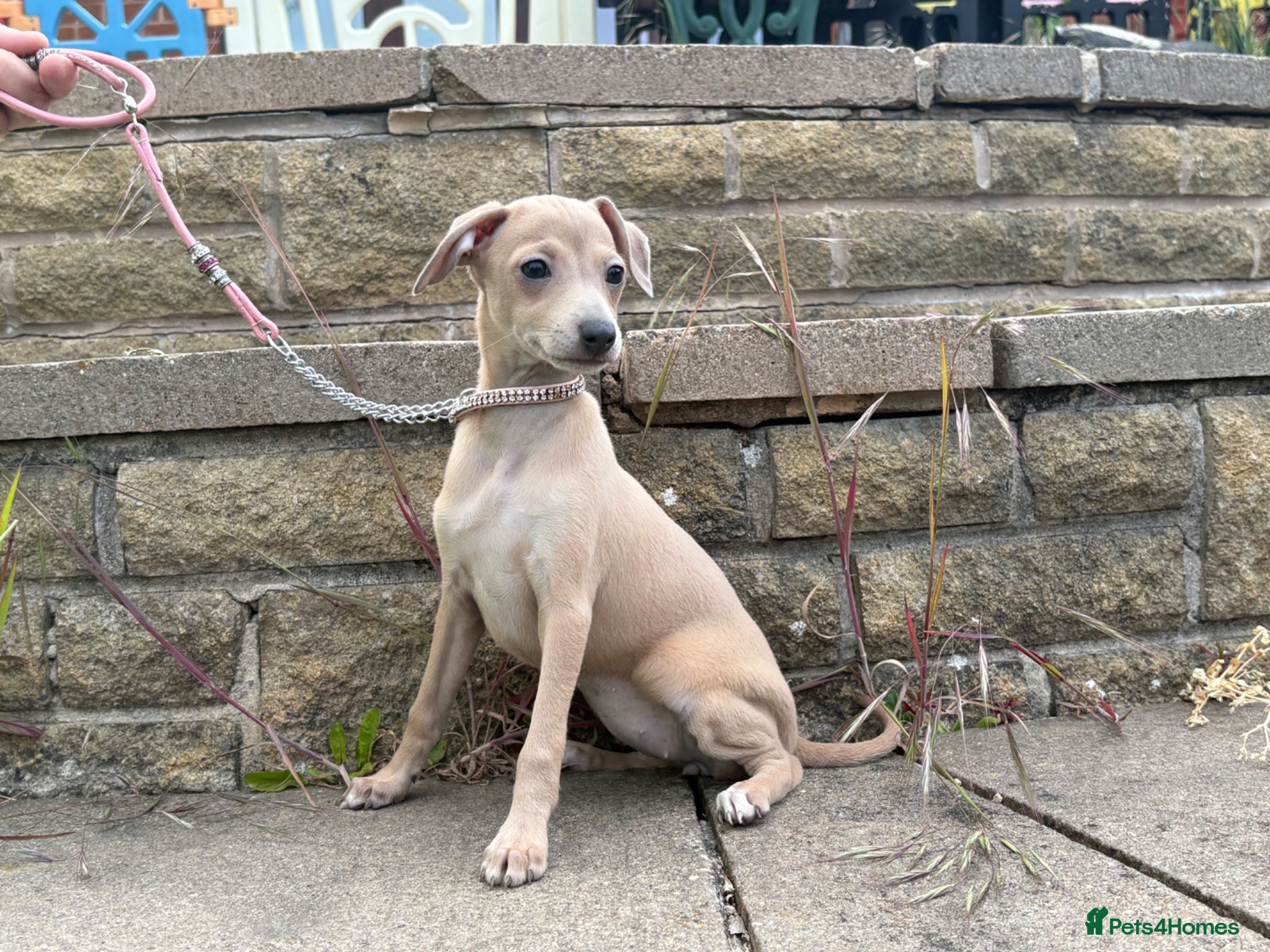 Italian Greyhound dogs Kc registered Italian greyhound pups  - Advert 4