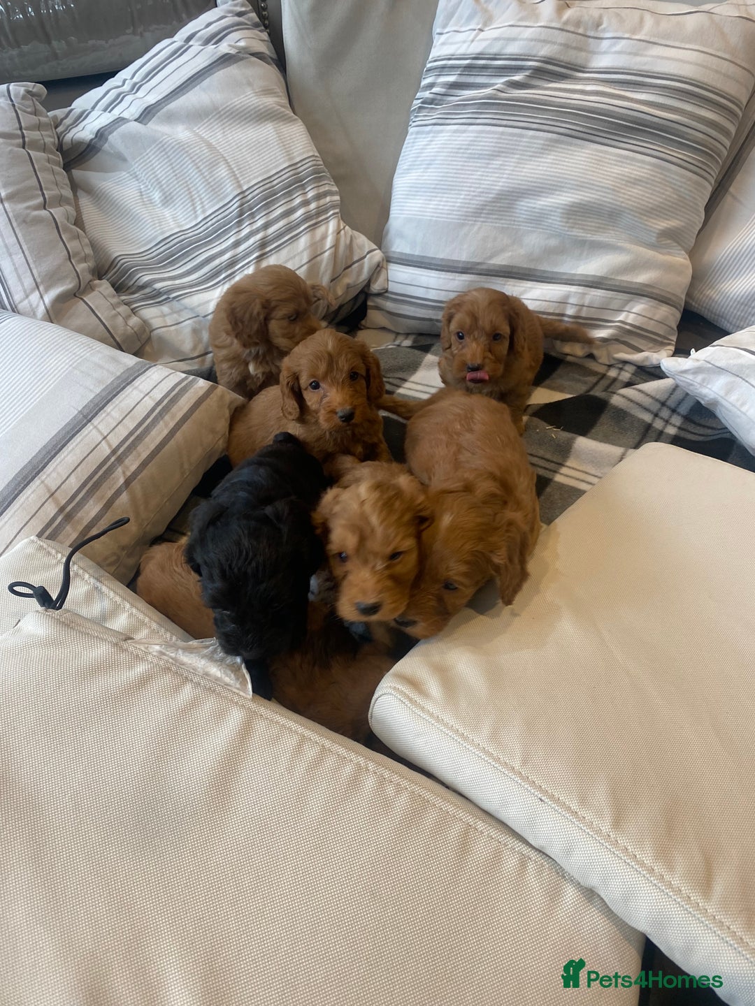 Mixed Breed dogs for sale: F1B Cockapoo puppies - Image 12