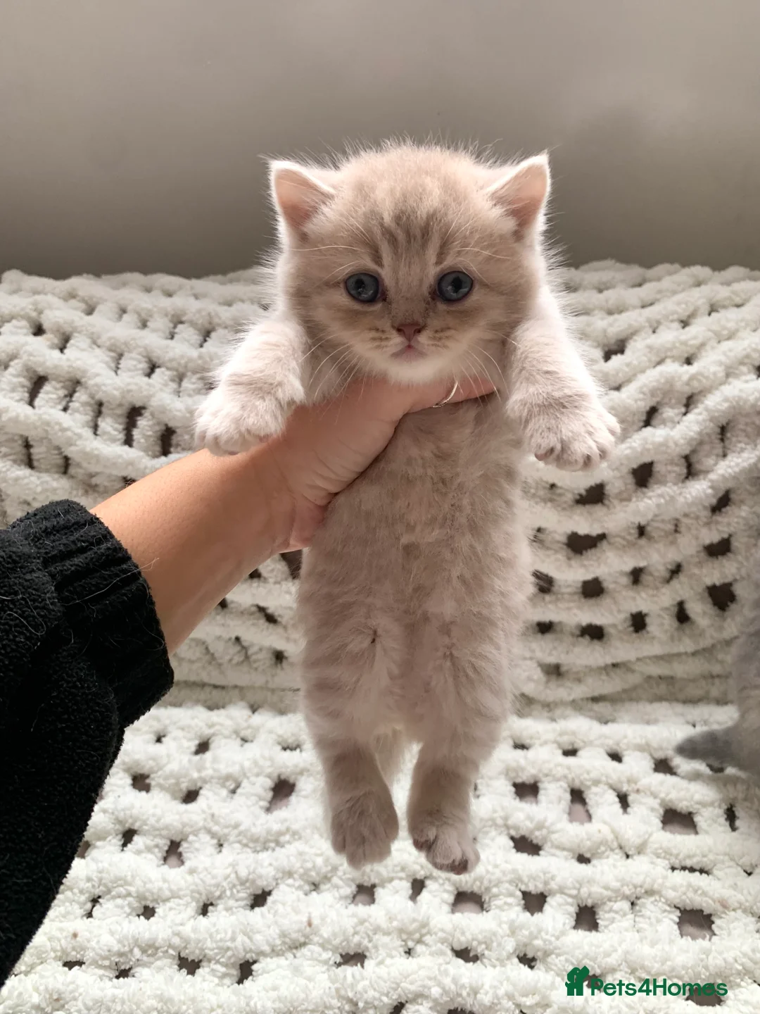 British Shorthair cats for sale: Pedigree tabby British shorthair lilac chocolate  - Advert 3