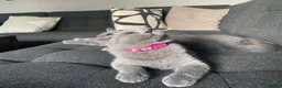 British Shorthair cats for sale: Active registered GCCF/TICA Female Kitten  - Advert 3
