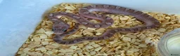 Corn Snake reptiles for sale: Baby corn snakes palmetto bloodred piedside  - Advert 3