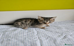 Bengal cats for sale: Bengal kittens  - Image 3