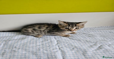 Bengal cats - Advert 11