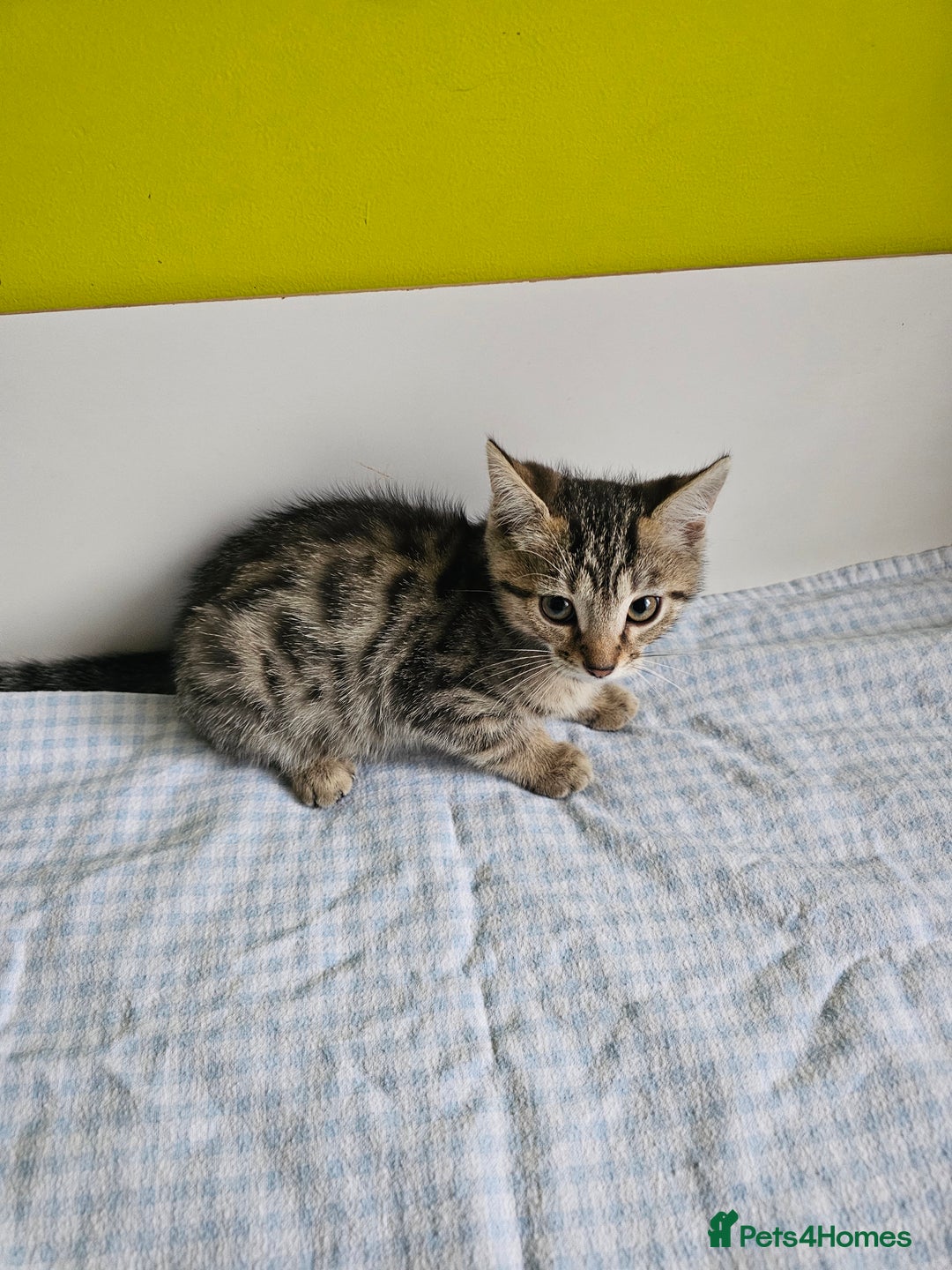 Bengal cats for sale: Bengal kittens  - Image 3