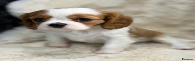 Cavalier King Charles Spaniel Puppy 1