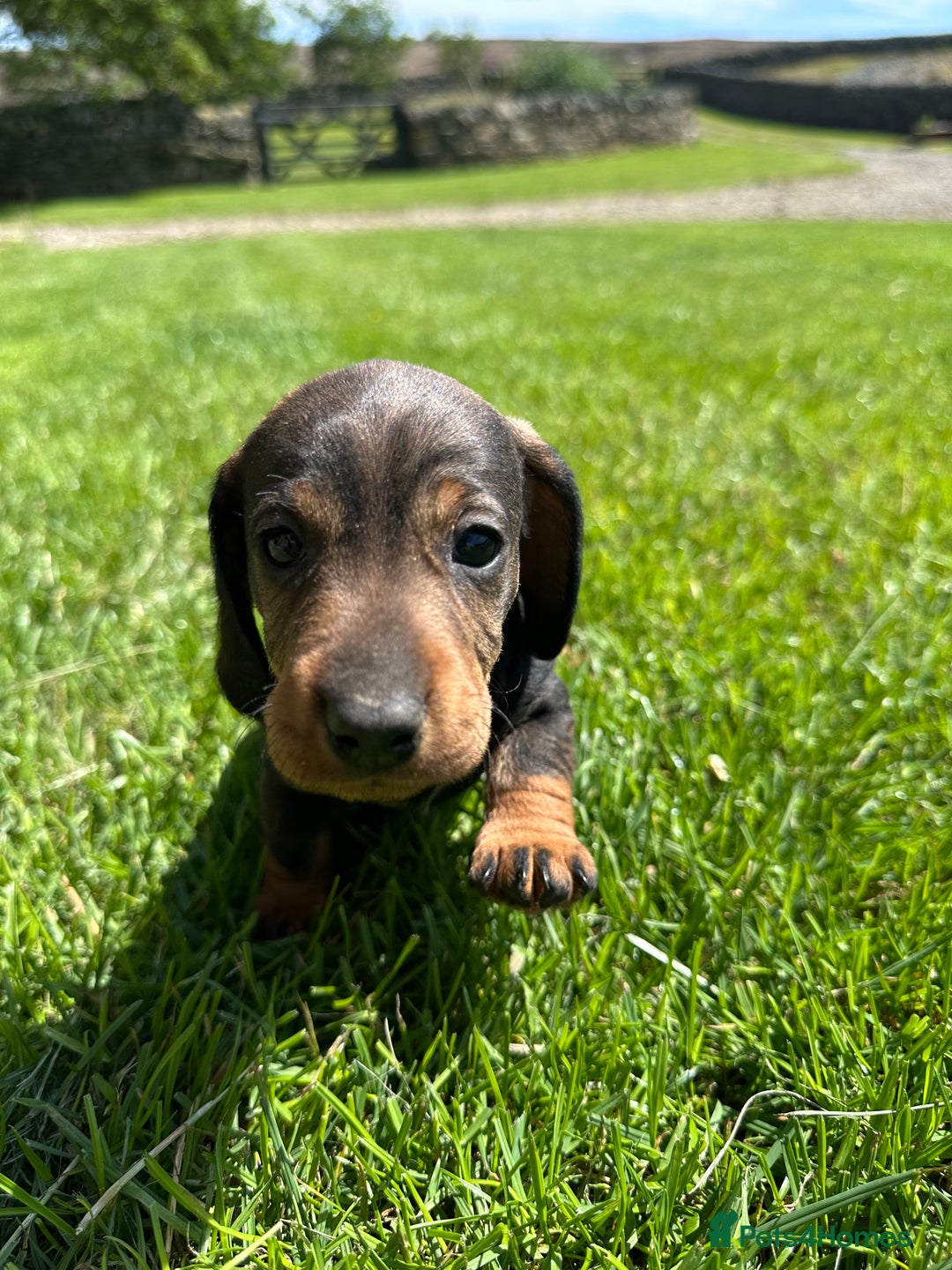 Dachshund dogs for sale: Working Wirehaired dachshund teckels puppies - Image 8