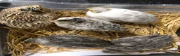 Mixed Breed birds for sale: 5 quail chicks  in Manchester - Advert 15