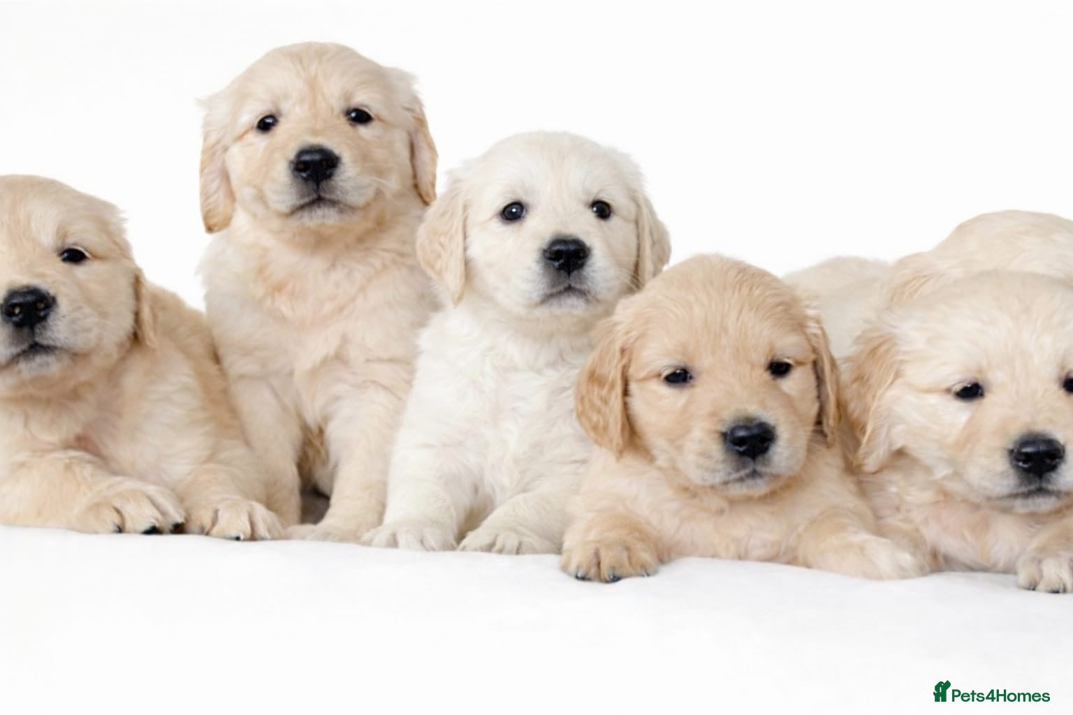 Golden Retriever dogs Beautiful Golden Retreiver puppies for sale🐾 - Advert 8