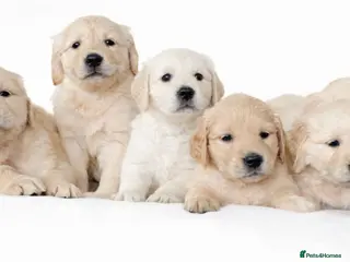 Golden Retriever dogs Beautiful Golden Retreiver puppies for sale🐾 - Advert 2